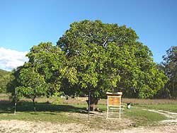 Watsonville ANZAC tree