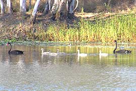 black swans at Irvingbank