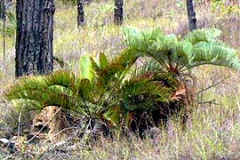 local cycad