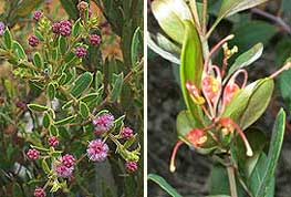 Irvinebank rare plants